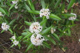 Image of long-leaved pimelea