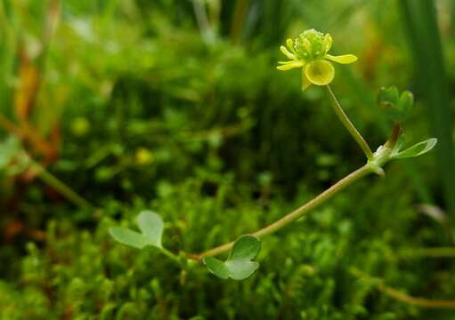 Image of high northern buttercup