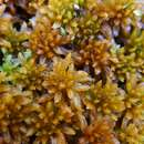 Image of Arctic peat moss
