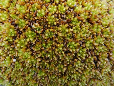 Image of Low sphagnum moss