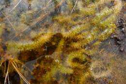 Image of toothed sphagnum