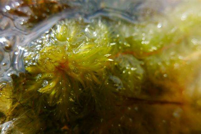 Image of toothed sphagnum