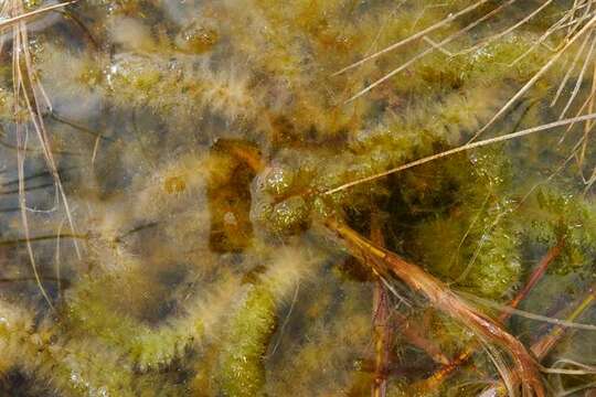 Image of toothed sphagnum