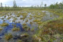 Image of toothed sphagnum