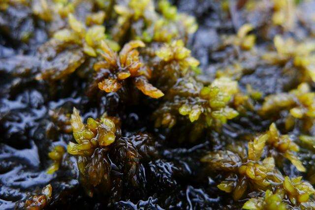 Imagem de Sphagnum platyphyllum Warnstorf 1884