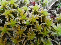 Image of Sphagnum subfulvum Sjörs 1944