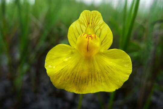 Image of Bladderworts