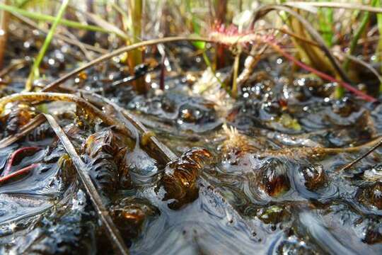 Image of warnstorfia moss