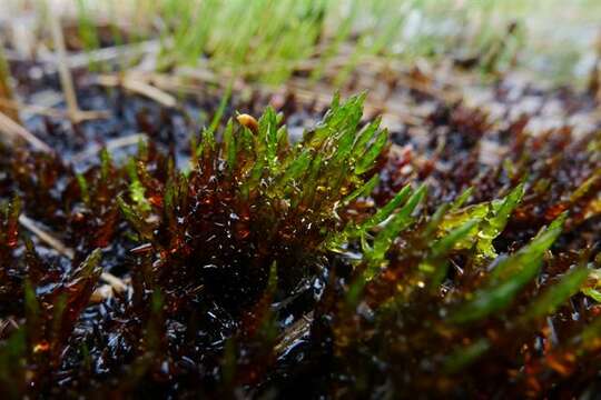 Image of Warnstorfia sarmentosa Hedenäs 1993