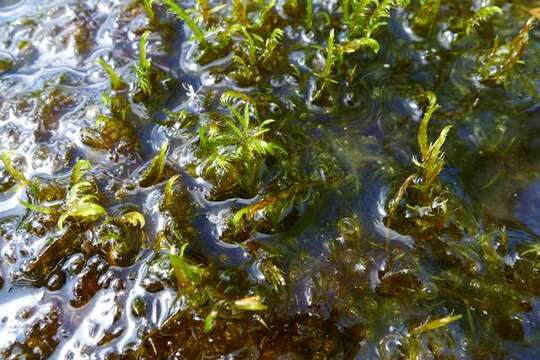 Image of warnstorfia moss