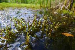 Image of warnstorfia moss