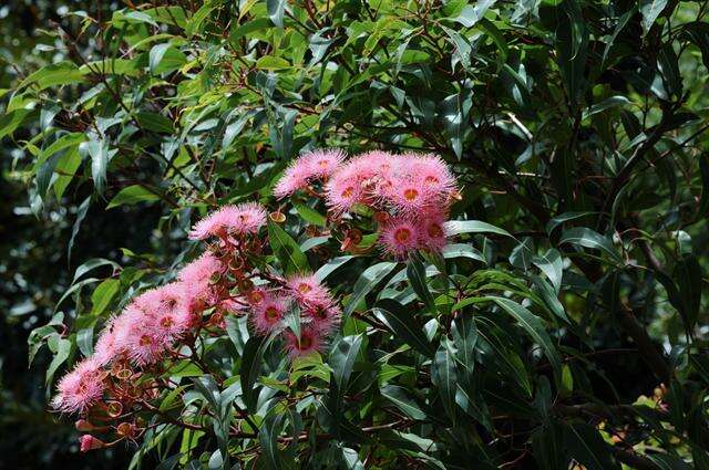 Image of <i>Corymbia</i> ptychocarpa × Corymbia <i>ficifolia</i>