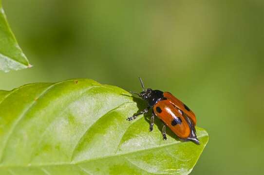 Image of <i>Clytra quadripunctata</i>