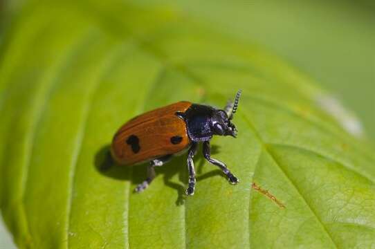 Image of <i>Clytra quadripunctata</i>