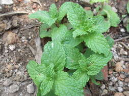 Image of wild mint