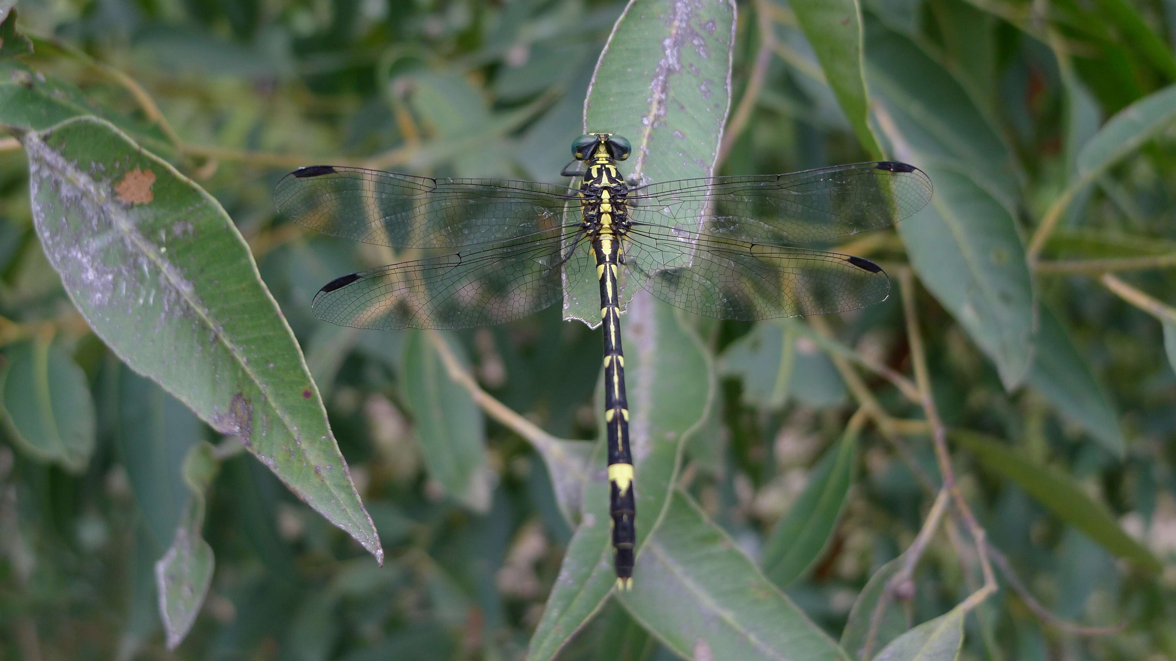 Imagem de Austrogomphus amphiclitus (Selys 1873)