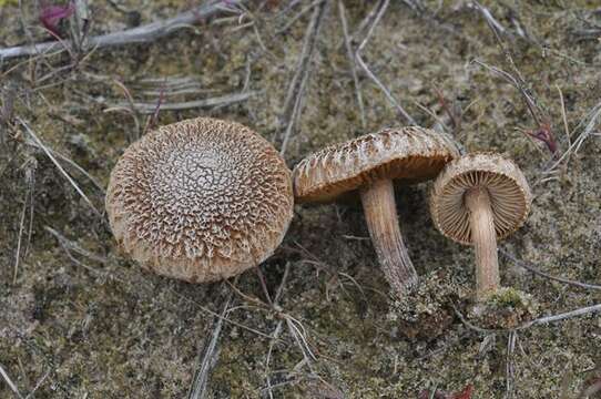 Image of Inocybe impexa (Lasch) Kuyper 1986