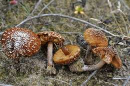 صورة Inocybe impexa (Lasch) Kuyper 1986