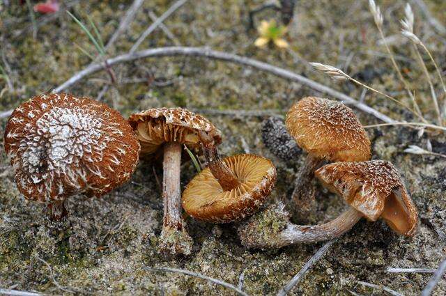 صورة Inocybe impexa (Lasch) Kuyper 1986