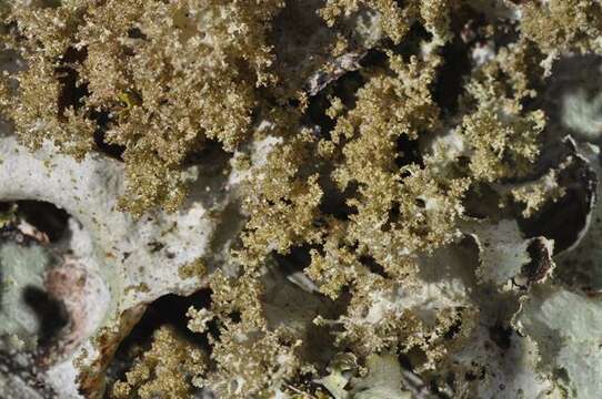 Image of ragged lichen