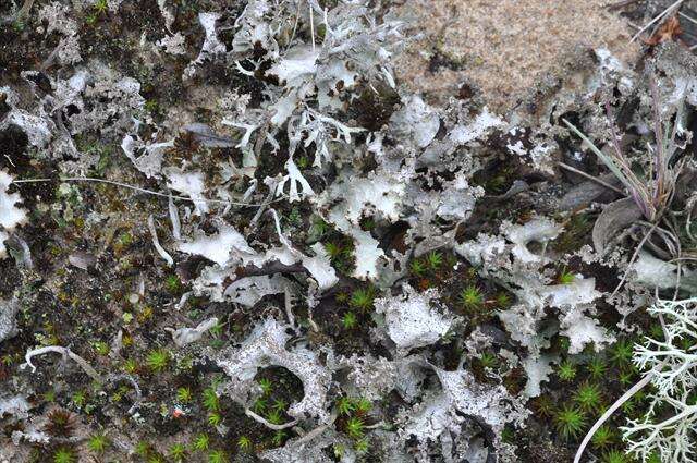 Image of ragged lichen