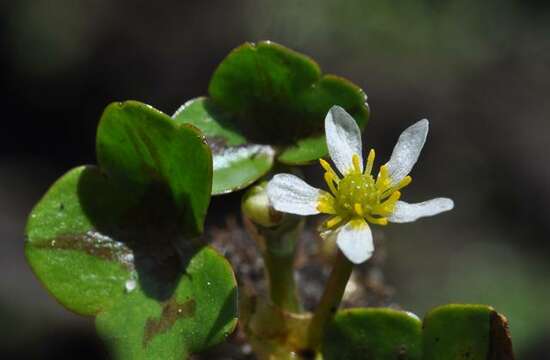 Plancia ëd Ranunculus hederaceus L.