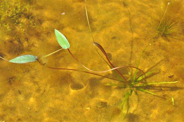 Image of water plantain