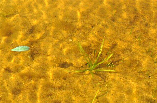 Image of water plantain