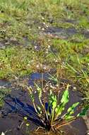 Image of water plantain