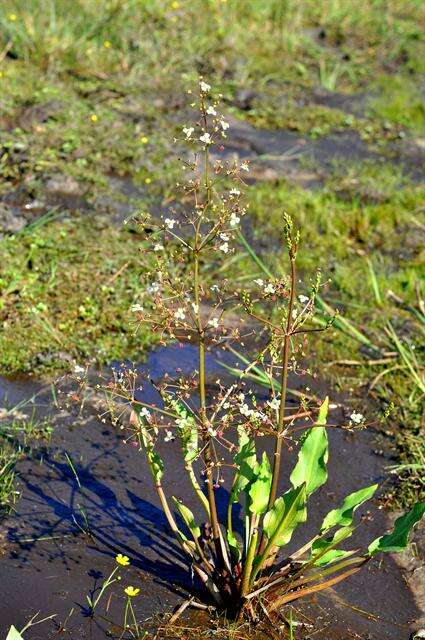 Image of water plantain