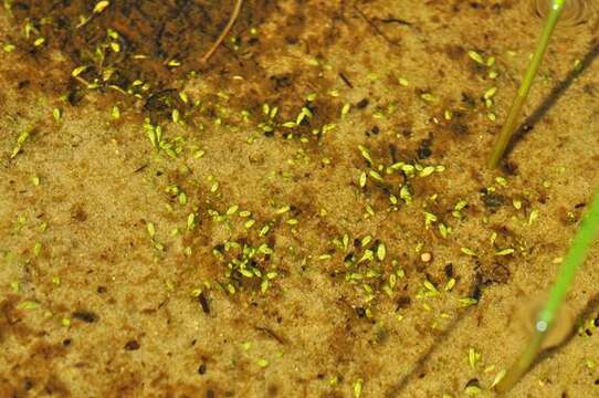 Image of waterwort