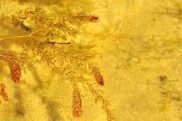 Image of water milfoil family