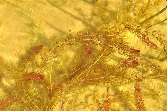 Image of water milfoil family