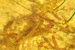 Image of water milfoil family