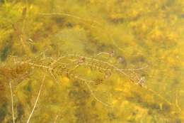 Image of water milfoil family