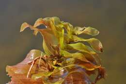 Image of Perfoliate Pondweed