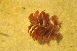 Image of Perfoliate Pondweed