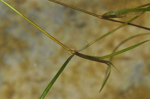 Image of Lesser Pondweed