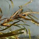 Image of Blunt-leaved Pondweed