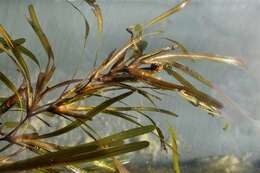 Image of Blunt-leaved Pondweed