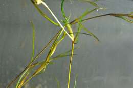 Image of Lesser Pondweed