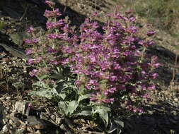 Image of Mono penstemon