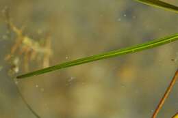 Image of Lesser Pondweed