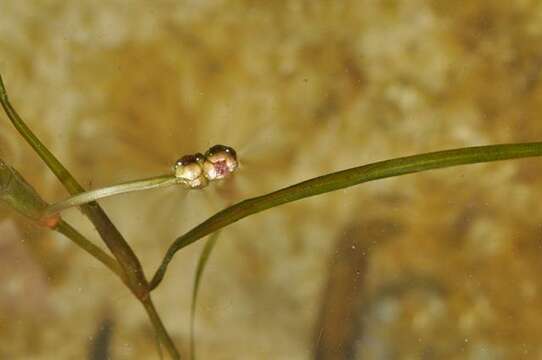 Слика од Potamogeton pusillus L.