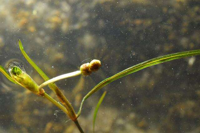 Image of Lesser Pondweed