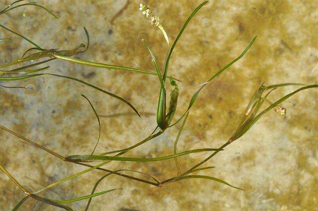 Image of Lesser Pondweed