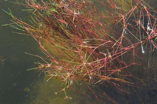 Imagem de Juncus bulbosus L.