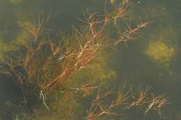 Imagem de Juncus bulbosus L.