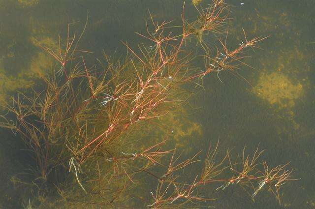 Imagem de Juncus bulbosus L.