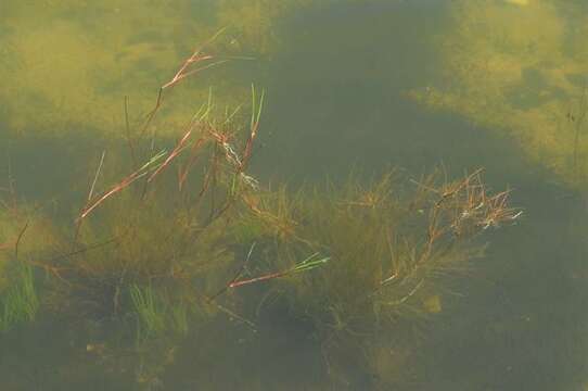 Juncus bulbosus L. resmi